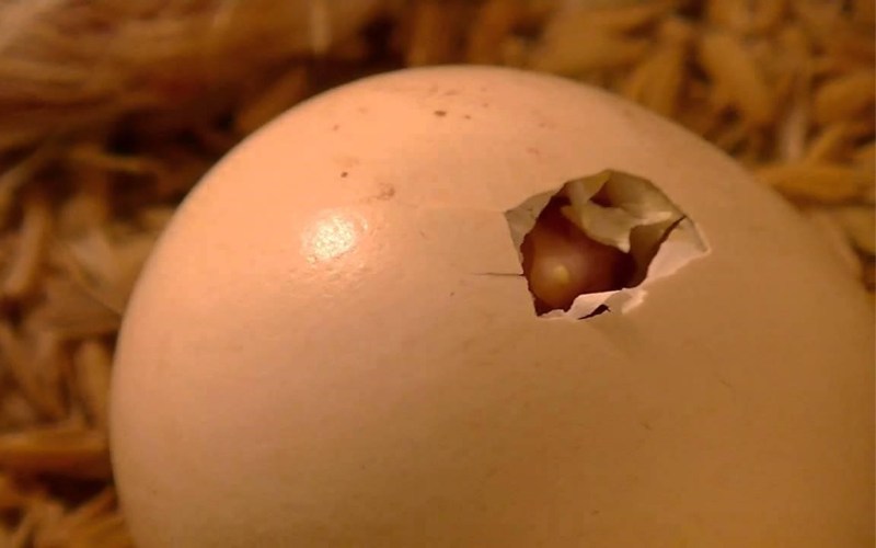 độ ẩm bảo quản trứng