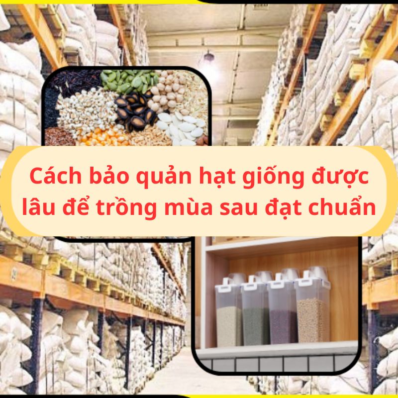 Cách bảo quản hạt giống được lâu để trồng mùa sau đạt chuẩn
