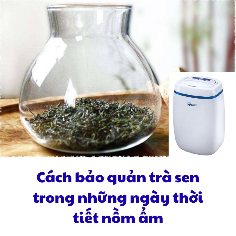 Cách bảo quản trà sen trong những ngày thời tiết nồm ẩm