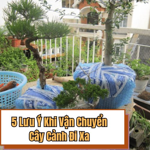 5 Lưu Ý Khi Thực Hiện Cách Vận Chuyển Cây Cảnh Đi Xa