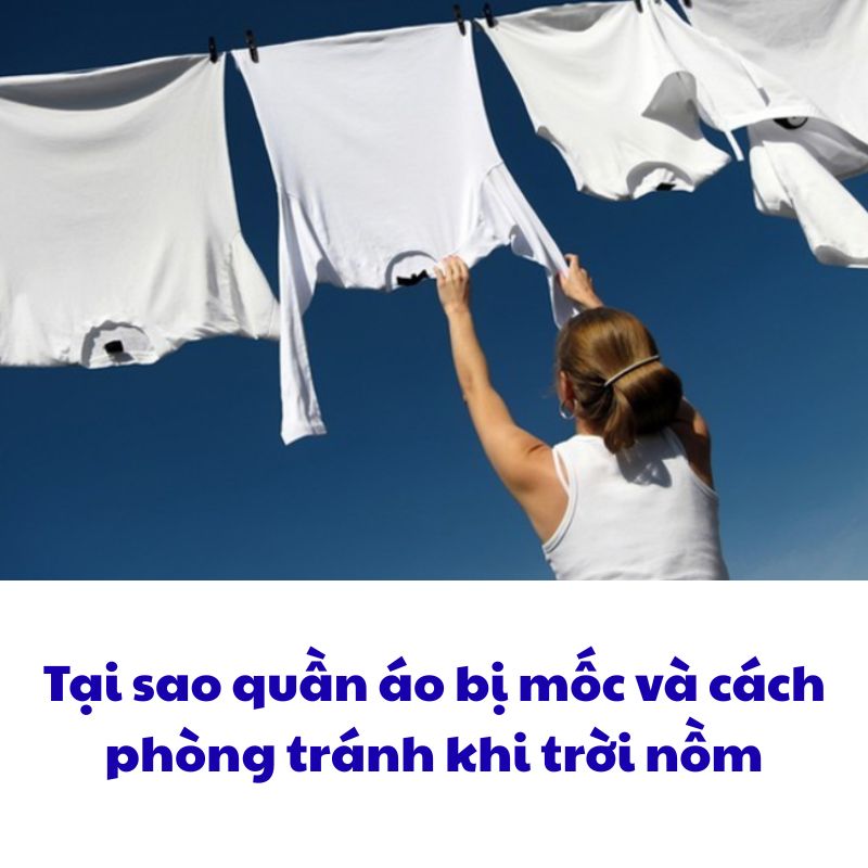 Tại sao quần áo bị mốc và cách phòng tránh khi trời nồm