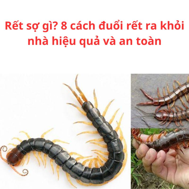Rết sợ gì? 8 cách đuổi rết ra khỏi nhà hiệu quả và an toàn