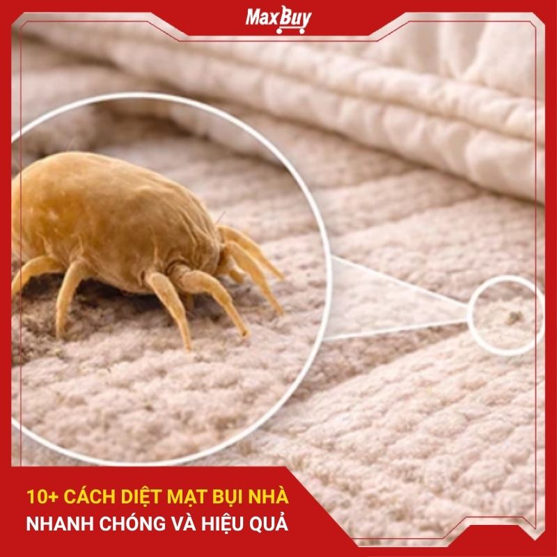 10+ Cách Diệt Mạt Bụi Nhà Nhanh Chóng Và Hiệu Quả