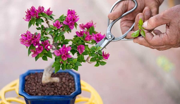Chăm sóc hoa giấy trồng trong chậu