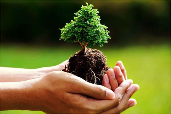 Giải pháp trồng cây xanh giảm thiểu ô nhiễm