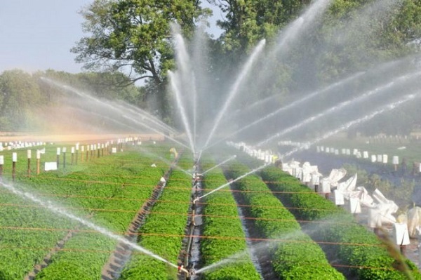 Tưới nước cho hoa màu đơn giản với hệ thống phun nước tự động